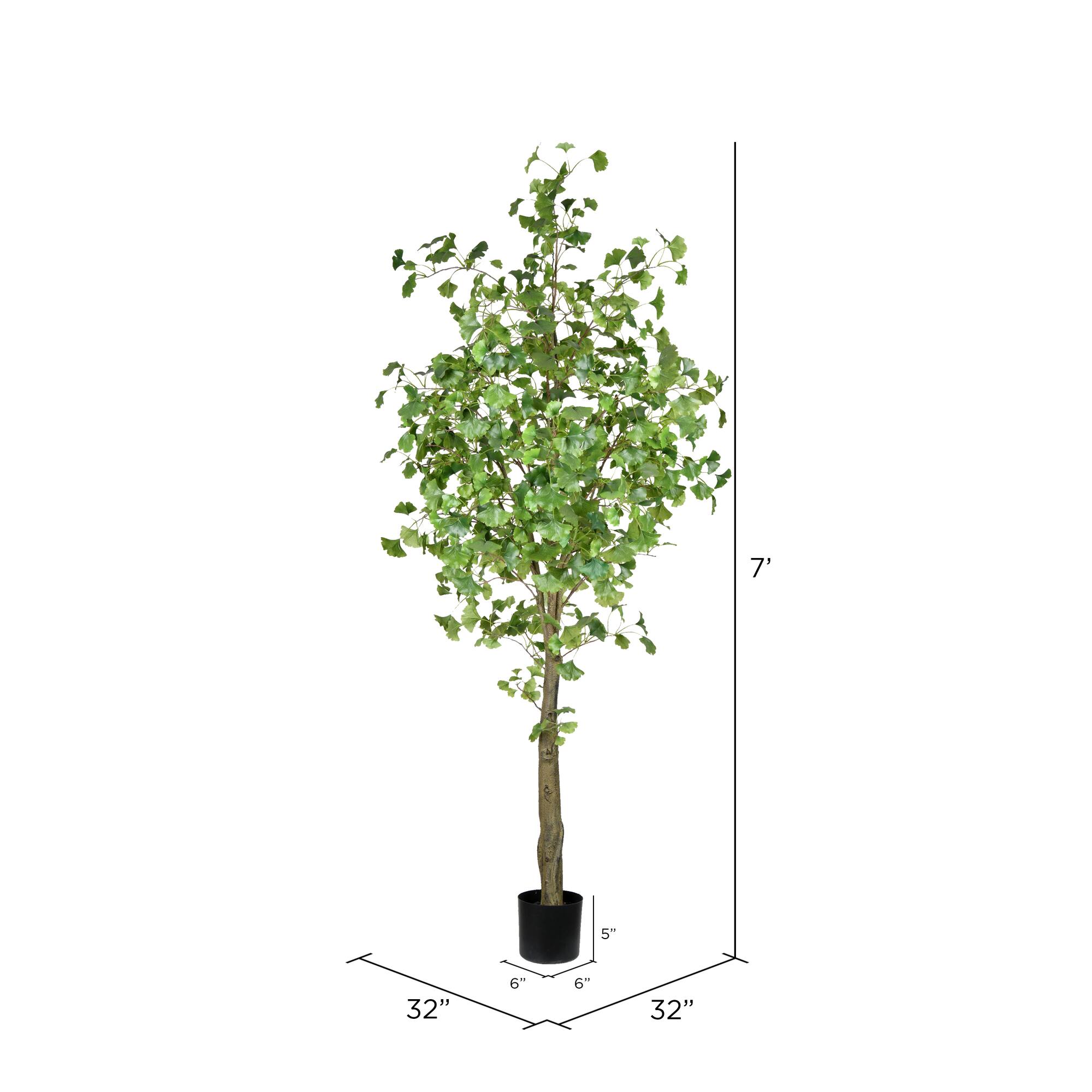 7ft. Potted Ginkgo Tree